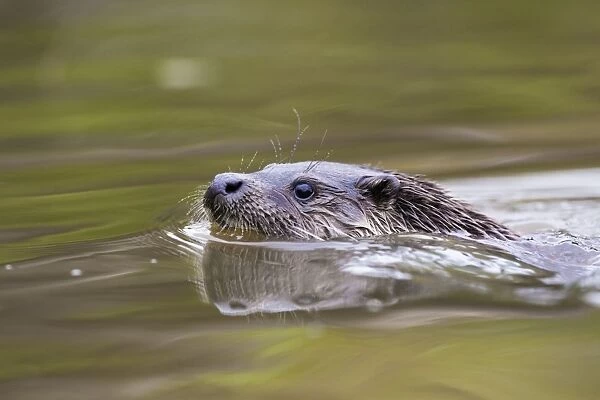 Otter - swimming - UK