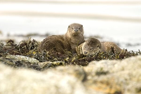 Otters - Pair resting amongst seaweed on rock - Isle of Mull - Scotland