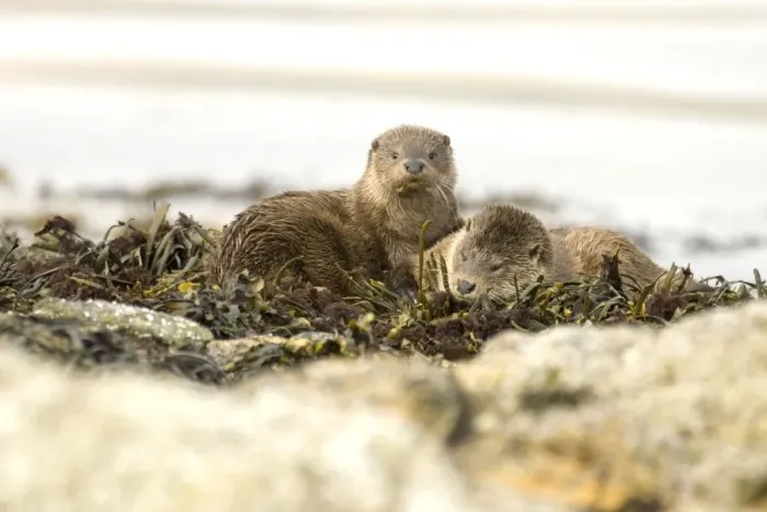 Framed Print : Otters - Pair resting amongst seaweed on rock - Isle of Mull - Scotland Framed Print : Otters - Pair resting amongst seaweed on rock - Isle of Mull - Scotland