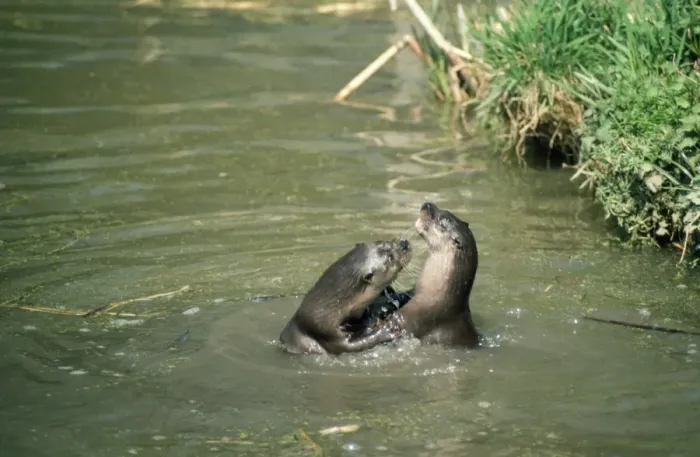 Framed Print : Otters - playing Framed Print : Otters - playing