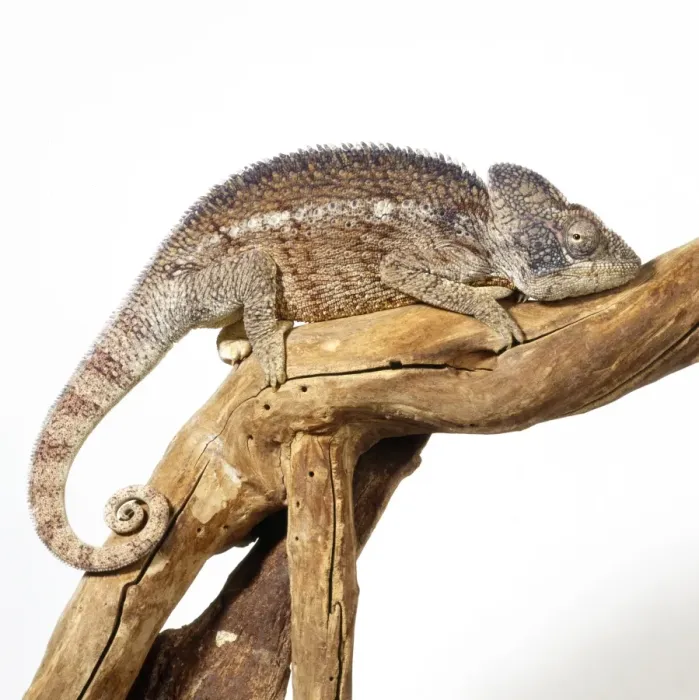Framed Print : Oustalet's Chameleon - male
