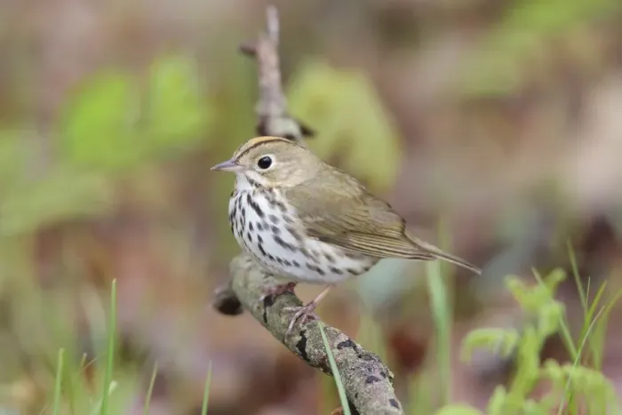 Framed Print : Ovenbird - Connecitcut in Spring. USA Framed Print : Ovenbird - Connecitcut in Spring. USA