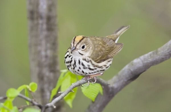 Ovenbird - May - CT - USA