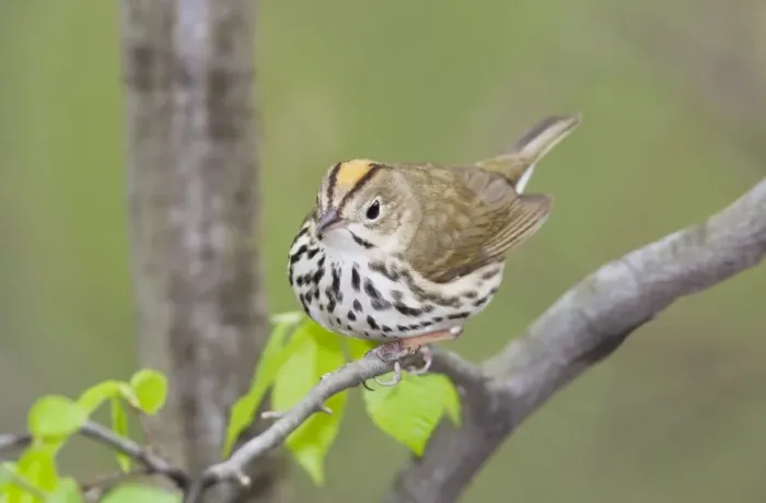 Framed Print : Ovenbird - May - CT - USA Framed Print : Ovenbird - May - CT - USA