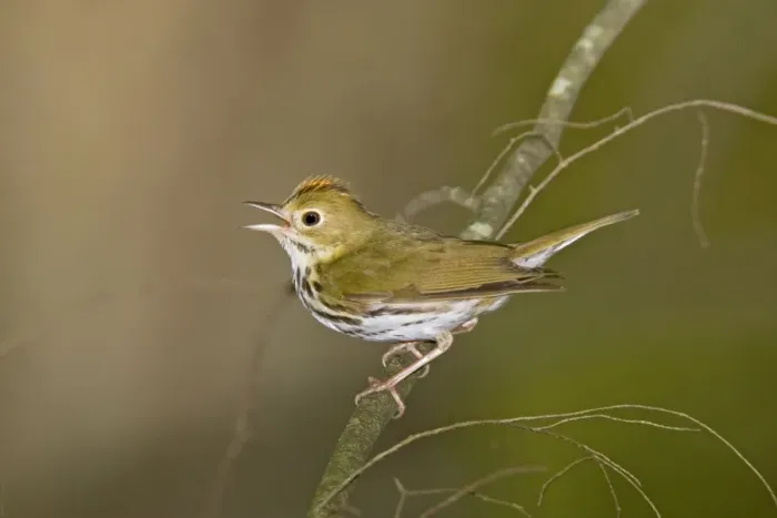 Framed Print : Ovenbird - Singing from branch - Connectucut - USA - June Framed Print : Ovenbird - Singing from branch - Connectucut - USA - June