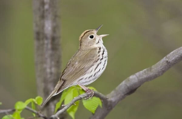 Ovenbird - singing - May - CT - USA