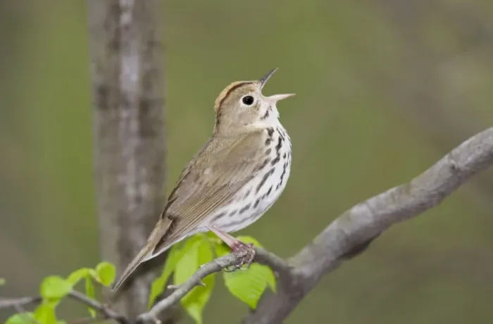 Framed Print : Ovenbird - singing - May - CT - USA Framed Print : Ovenbird - singing - May - CT - USA