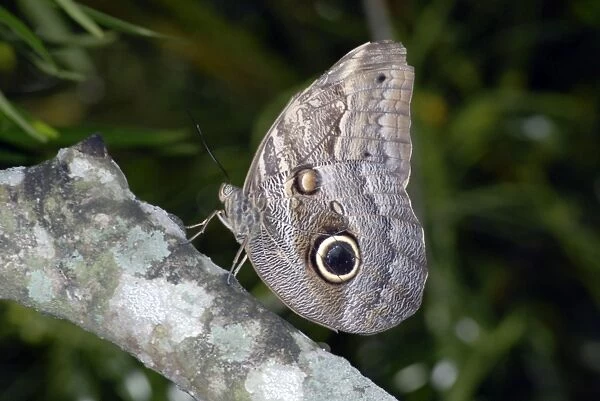 Owl butterfly. Eyespots on underside of wings used in defence. Central and South America, inhabiting rainforests