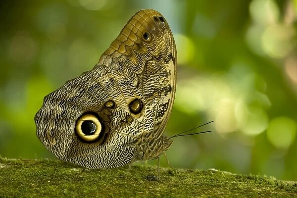 Owl Butterfly. Very large tropical butterfly. Costa Rica
