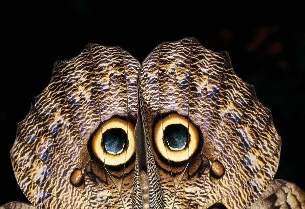 Owl Butterfly Showing eye spots