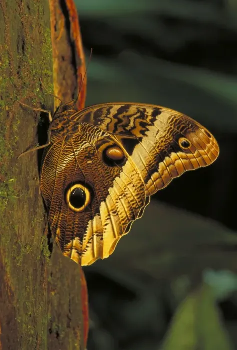 Framed Print : Owl Butterfly - Tropical dry forest - Costa Rica Framed Print : Owl Butterfly - Tropical dry forest - Costa Rica