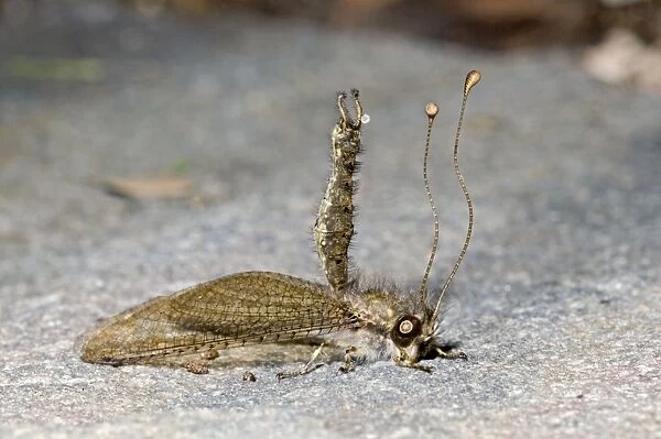 Owl Fly  /  Long-horned Antlion - resting during day showing characteristic long clubbed antennae - Hawk flying insect prey at dusk - Grahamstown - Eastern Cape - South Africa