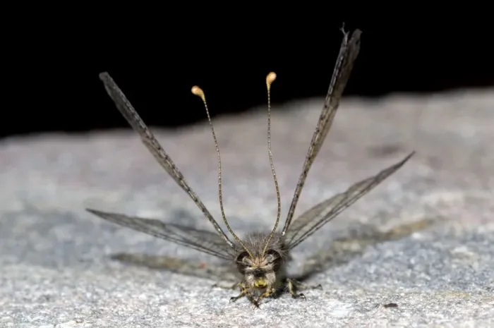 Framed Print : Owl Fly / Long-horned Antlion - resting during day showing characteristic long clubbed antennae - Hawk flying insect prey at dusk - Grahamstown - Eastern Cape - South Africa Framed Print : Owl Fly / Long-horned Antlion - resting during day showing characteristic long clubbed antennae - Hawk flying insect prey at dusk - Grahamstown - Eastern Cape - South Africa
