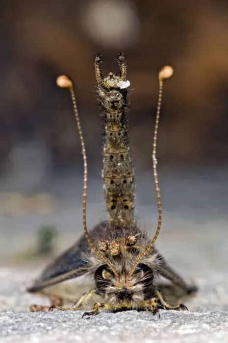 Framed Print : Owl Fly / Long-horned Antlion - resting during day showing characteristic long clubbed antennae - Hawk flying insect prey at dusk - Grahamstown - Eastern Cape - South Africa Framed Print : Owl Fly / Long-horned Antlion - resting during day showing characteristic long clubbed antennae - Hawk flying insect prey at dusk - Grahamstown - Eastern Cape - South Africa