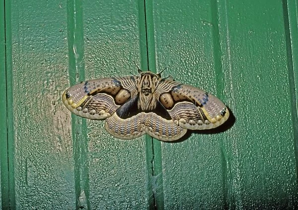 Owl Moth Dach Gam National Park, Jammu & Kashmir, India
