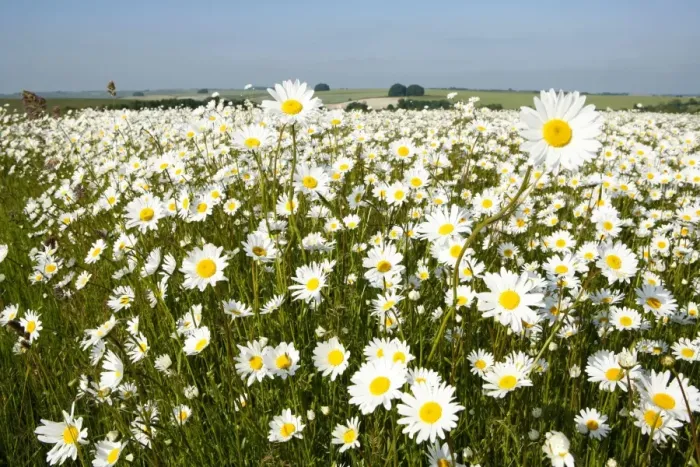 Framed Print : Ox-Eye Daisies - every one of this huge mass of flowers has turned to face the sun - Chalk downlands - North Wessex Downs at West Kennet near Marlborough - Wiltshire - UK Framed Print : Ox-Eye Daisies - every one of this huge mass of flowers has turned to face the sun - Chalk downlands - North Wessex Downs at West Kennet near Marlborough - Wiltshire - UK