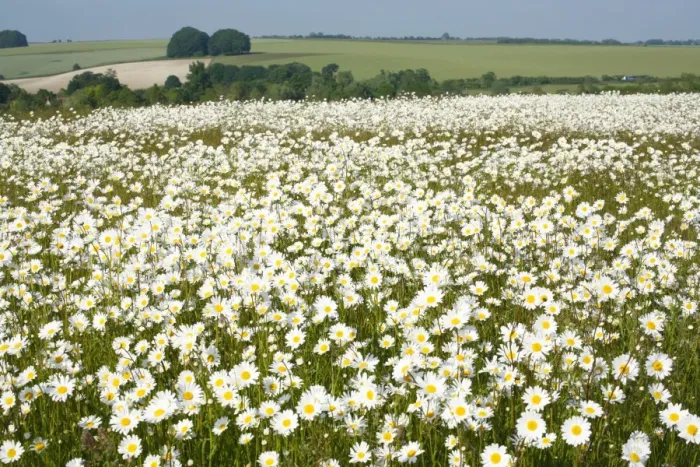 Framed Print : Ox-Eye Daisies - every one of this huge mass of flowers has turned to face the sun - Chalk downlands - North Wessex Downs at West Kennet near Marlborough - Wiltshire - UK Framed Print : Ox-Eye Daisies - every one of this huge mass of flowers has turned to face the sun - Chalk downlands - North Wessex Downs at West Kennet near Marlborough - Wiltshire - UK