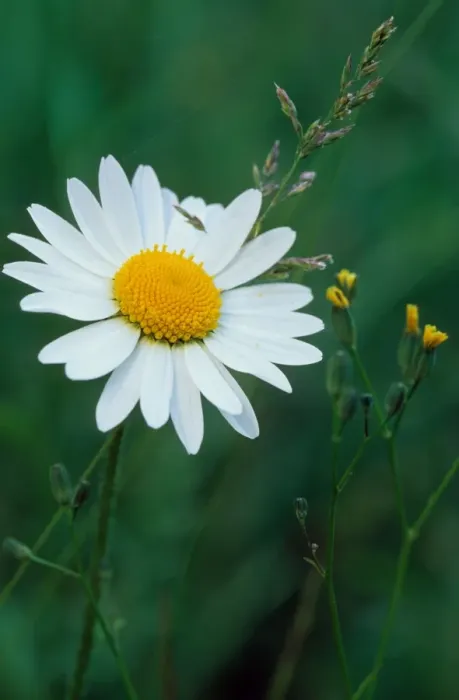 Framed Print : Ox-eye Daisy Framed Print : Ox-eye Daisy