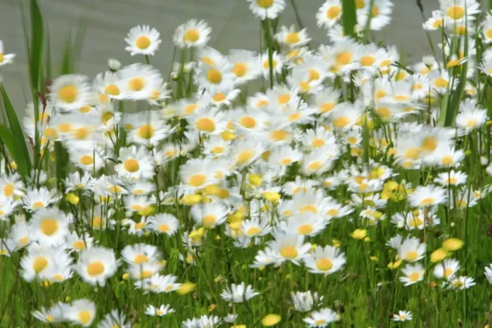 Framed Print : Ox-Eye Daisy - flowers blowing in wind, Texel, Holland Framed Print : Ox-Eye Daisy - flowers blowing in wind, Texel, Holland