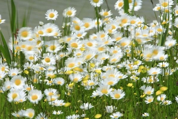 Ox-Eye Daisy - flowers blowing in wind, Texel, Holland