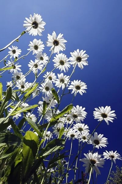 Ox Eye Daisy - flowers against a blue sky - Lower Saxony - Germany