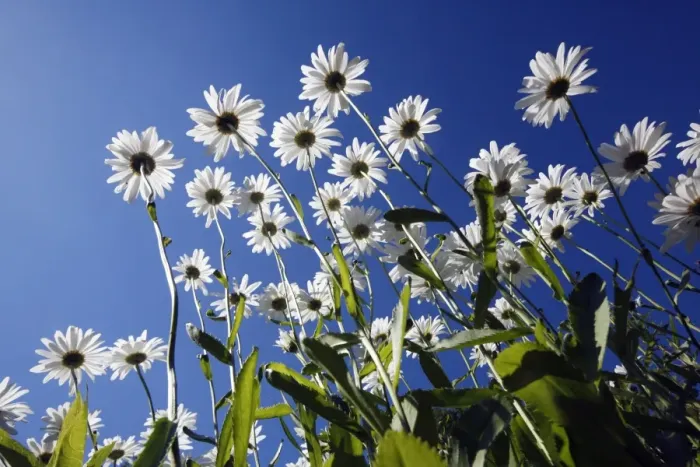 Framed Print : Ox Eye Daisy - flowers against a blue sky - Lower Saxony - Germany Framed Print : Ox Eye Daisy - flowers against a blue sky - Lower Saxony - Germany