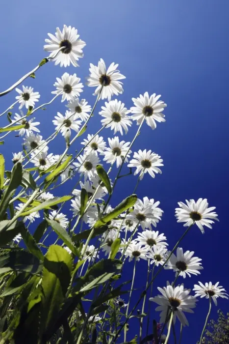 Framed Print : Ox Eye Daisy - flowers against a blue sky - Lower Saxony - Germany Framed Print : Ox Eye Daisy - flowers against a blue sky - Lower Saxony - Germany