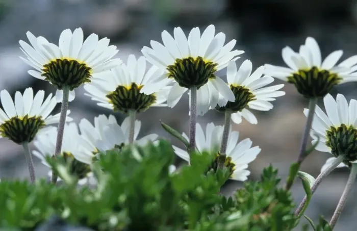 Framed Print : Ox-eye Daisy - In group - Passo Selvio / Stilfserjoch - Italy Framed Print : Ox-eye Daisy - In group - Passo Selvio / Stilfserjoch - Italy