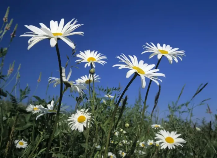 Framed Print : Oxeye daisies blossoms against blue sky Baden-Wuerttemberg, Germany Framed Print : Oxeye daisies blossoms against blue sky Baden-Wuerttemberg, Germany