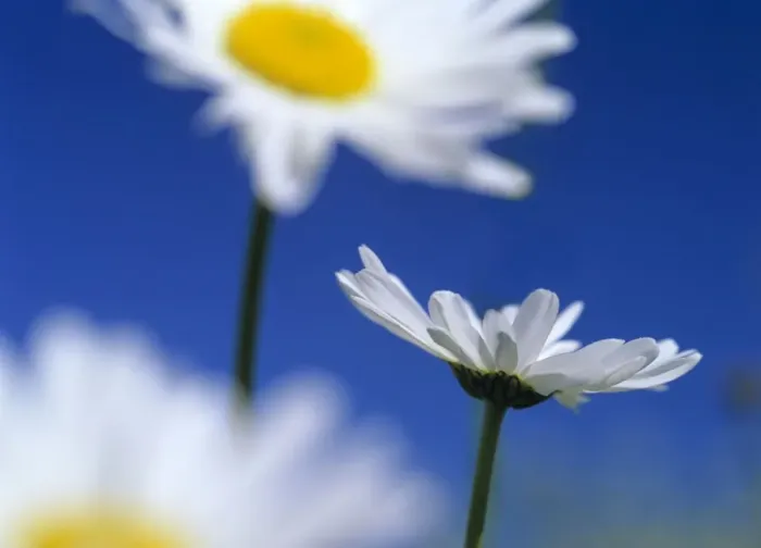 Framed Print : Oxeye daisies blossoms against blue sky Baden-Wuerttemberg, Germany Framed Print : Oxeye daisies blossoms against blue sky Baden-Wuerttemberg, Germany