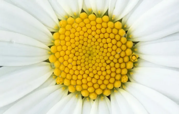 Framed Print : Oxeye Daisy Framed Print : Oxeye Daisy