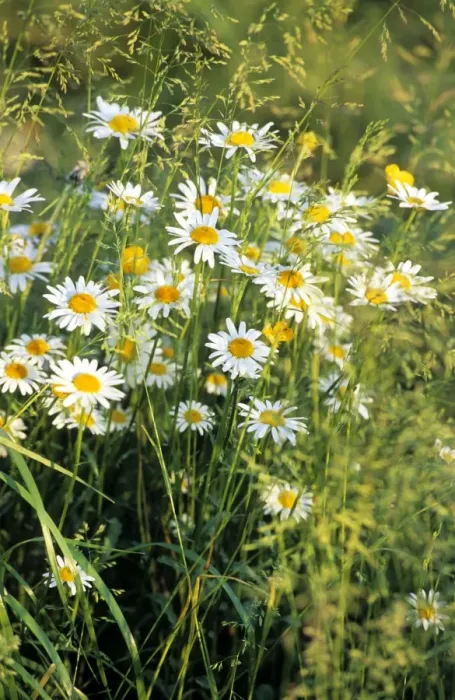 Framed Print : Oxeye Daisy field Framed Print : Oxeye Daisy field