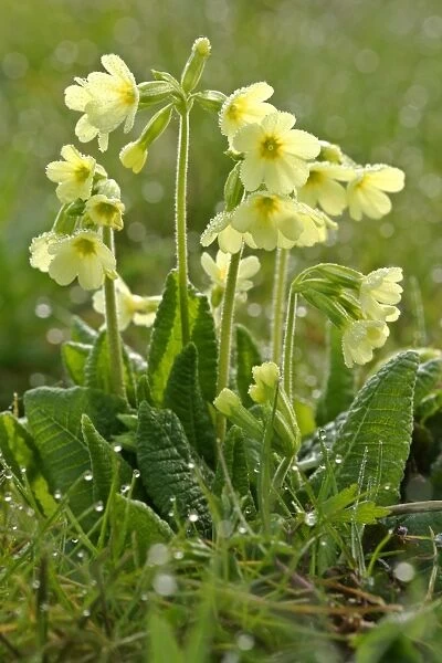 Oxlip in full bloom covered in dew at an early spring morning Baden-Wuerttemberg, Germany