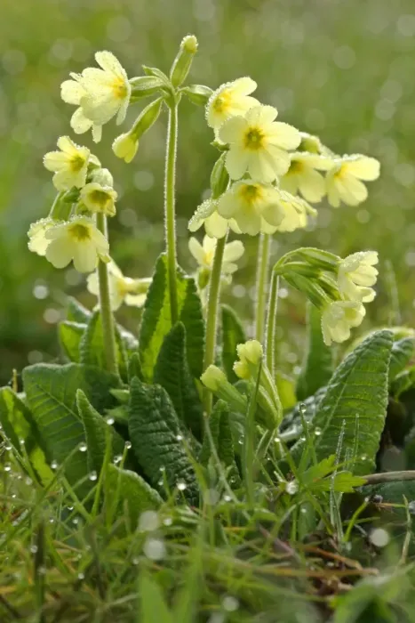Framed Print : Oxlip in full bloom covered in dew at an early spring morning Baden-Wuerttemberg, Germany Framed Print : Oxlip in full bloom covered in dew at an early spring morning Baden-Wuerttemberg, Germany