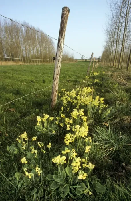 Framed Print : Oxlip in meadow Framed Print : Oxlip in meadow