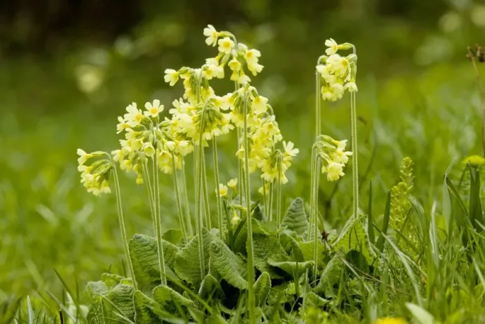 Framed Print : Oxlips (Primula elatior) in flower. Rare in UK Framed Print : Oxlips (Primula elatior) in flower. Rare in UK