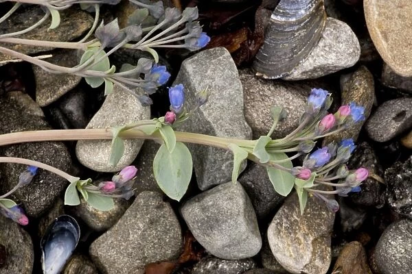 Oyster plant (Mertensia maritima) growing on strandline. Rare in north Britain