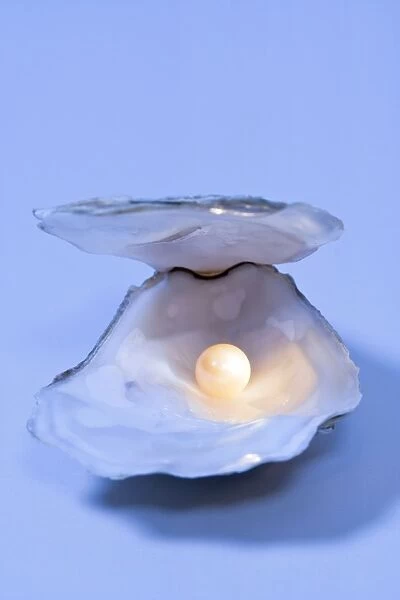 Oyster Shell With artificial pearl