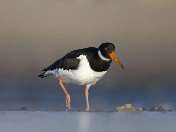 Framed Print : Oystercatcher Framed Print : Oystercatcher