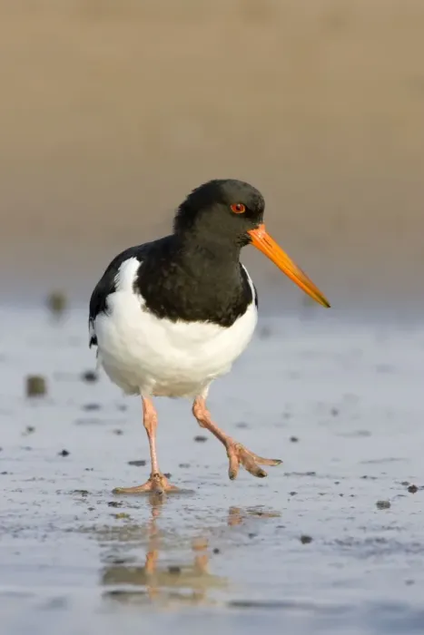Framed Print : Oystercatcher Framed Print : Oystercatcher