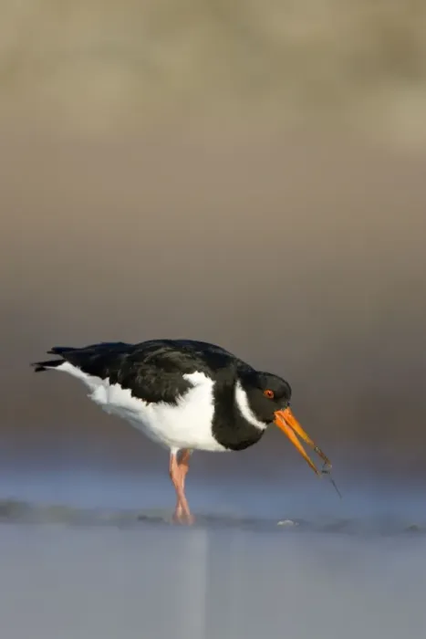 Framed Print : Oystercatcher Framed Print : Oystercatcher