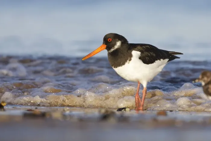 Framed Print : Oystercatcher Framed Print : Oystercatcher