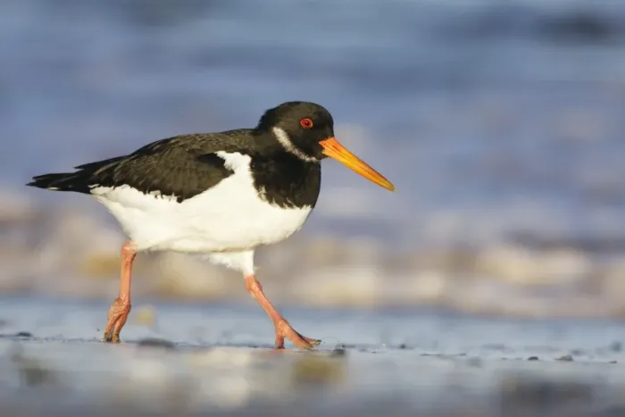 Framed Print : Oystercatcher Framed Print : Oystercatcher
