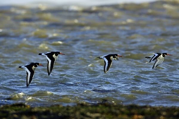 Oystercatcher - 4 birds flying over sea. Northumberland, UK