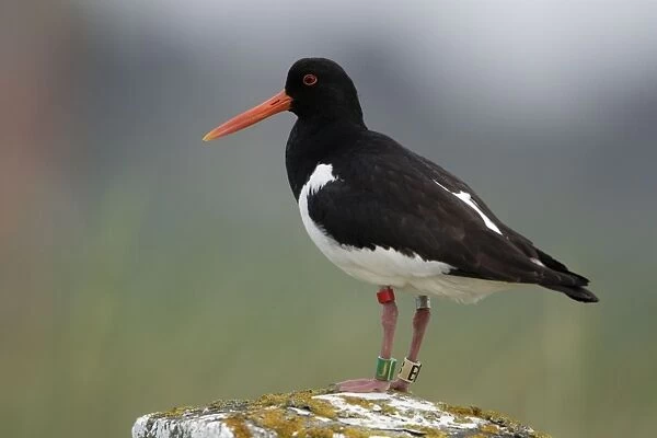Oystercatcher - With 4 rings on legs Northumberland coast, England