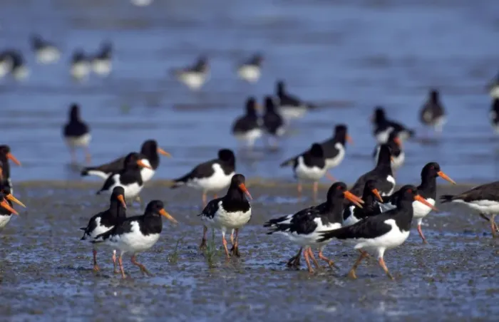 Framed Print : Oystercatcher Framed Print : Oystercatcher