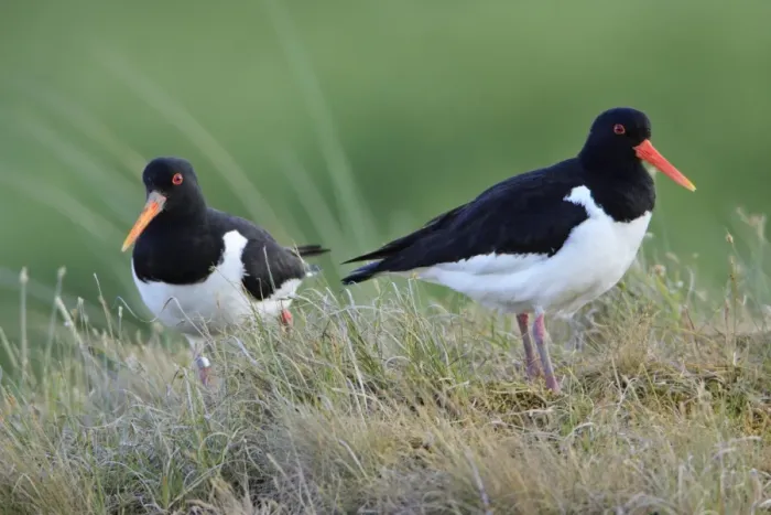 Framed Print : Oystercatcher - breeding pair resting, Texel, Holland Framed Print : Oystercatcher - breeding pair resting, Texel, Holland