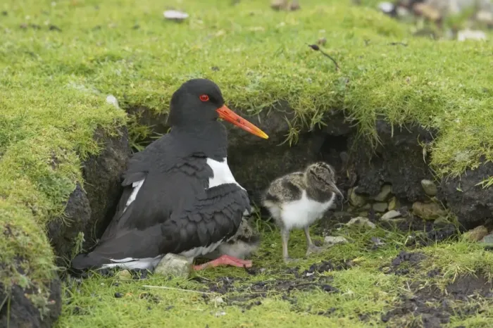 Framed Print : Oystercatcher - Brooding chicks Shetland Mainland, UK BI011000 Framed Print : Oystercatcher - Brooding chicks Shetland Mainland, UK BI011000