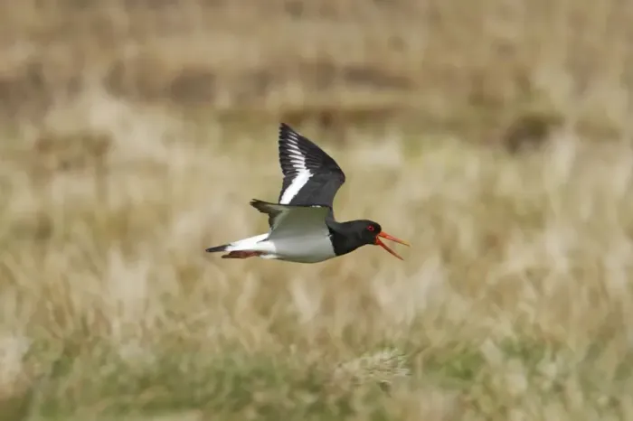 Framed Print : Oystercatcher - Calling in flight over moorland breeding grounds Unst, Shetland, UK BI010960