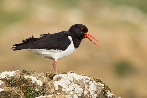 Oystercatcher - calling out to mark territory - Shetland Islands - Scotland
